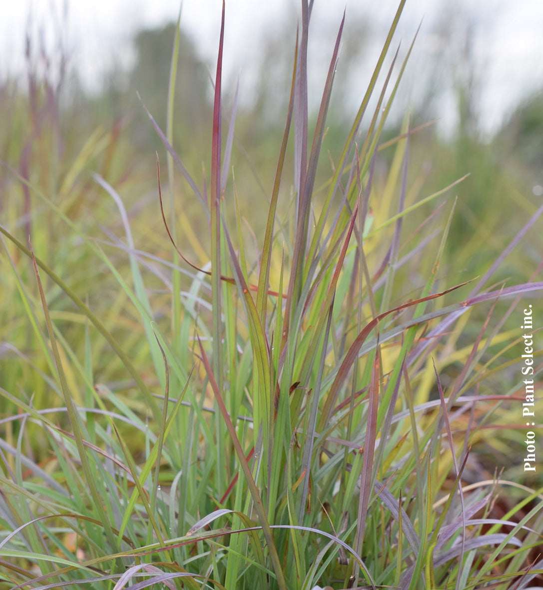 Schizachyrium 'Twilight Zone' (sco.)