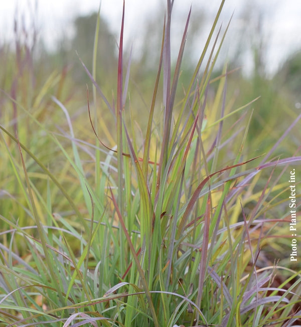 Schizachyrium 'Twilight Zone' (sco.)