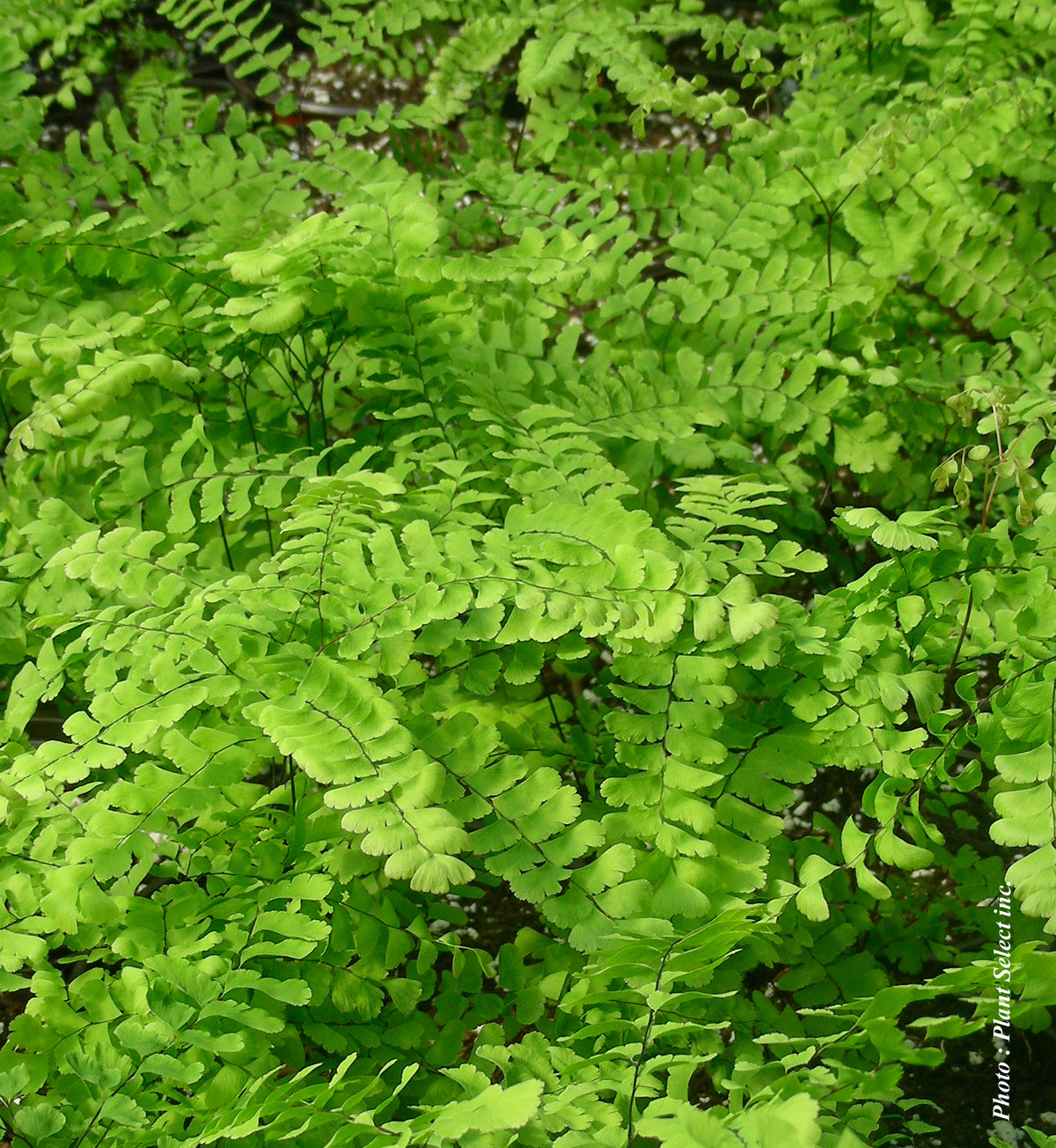 Adiantum pedatum