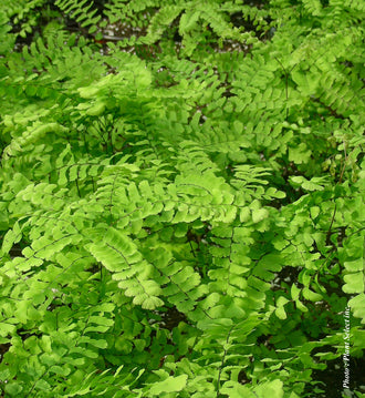 Adiantum pedatum