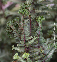 Athyrium 'Crested Surf'