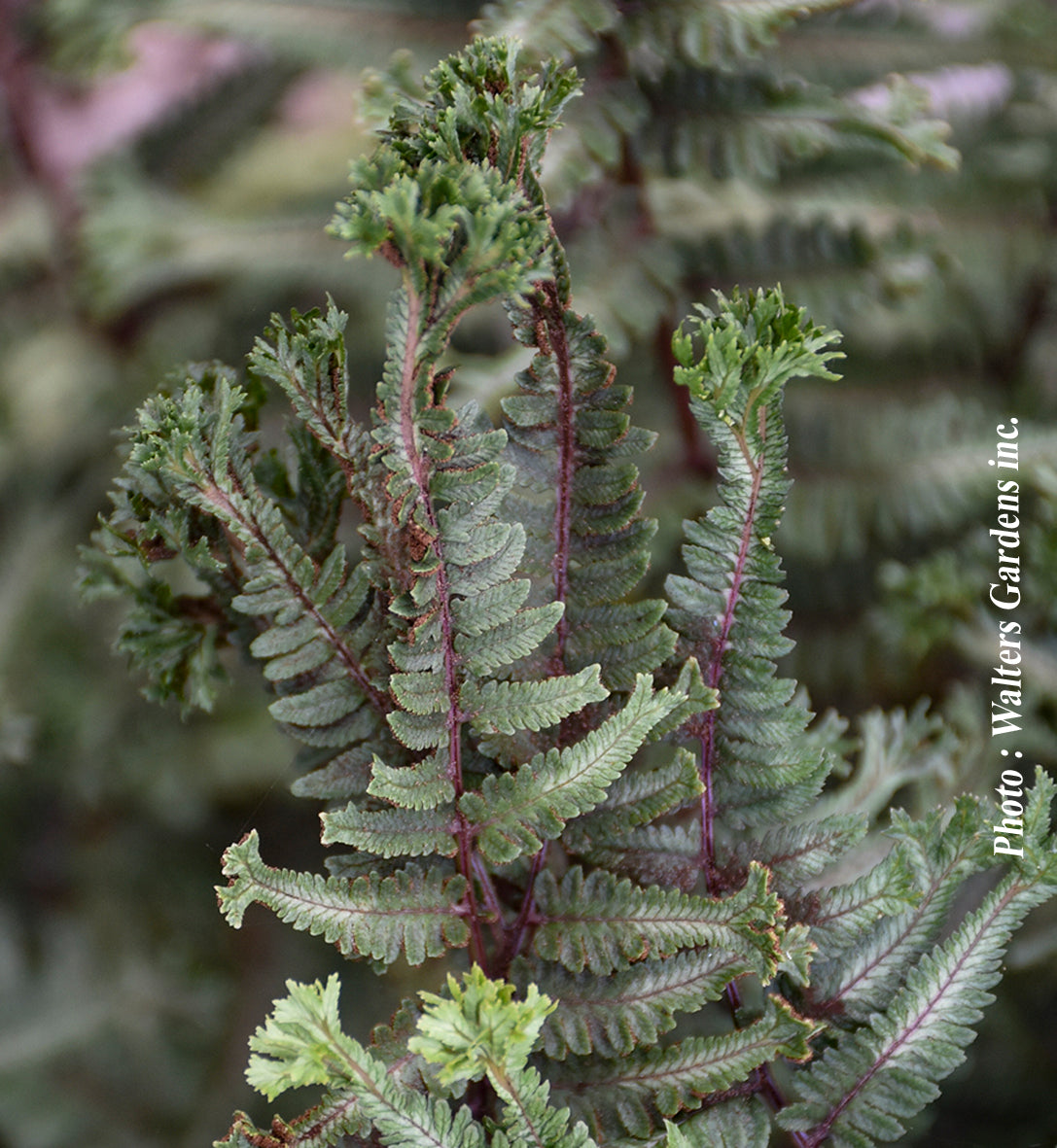 Athyrium 'Crested Surf'