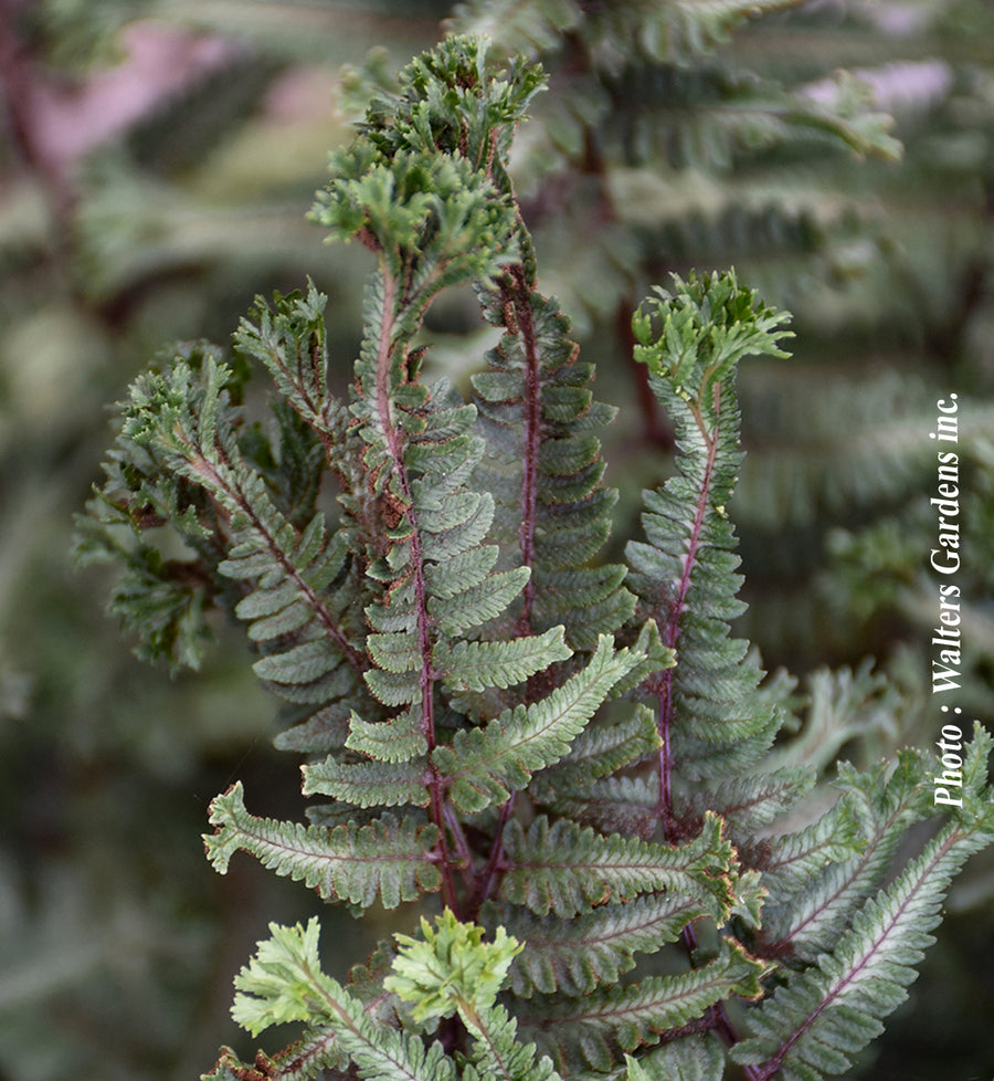 Athyrium 'Crested Surf'