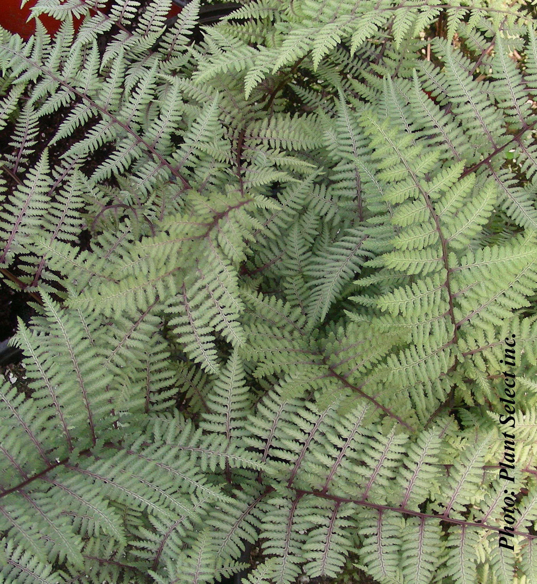 Athyrium 'Ghost'