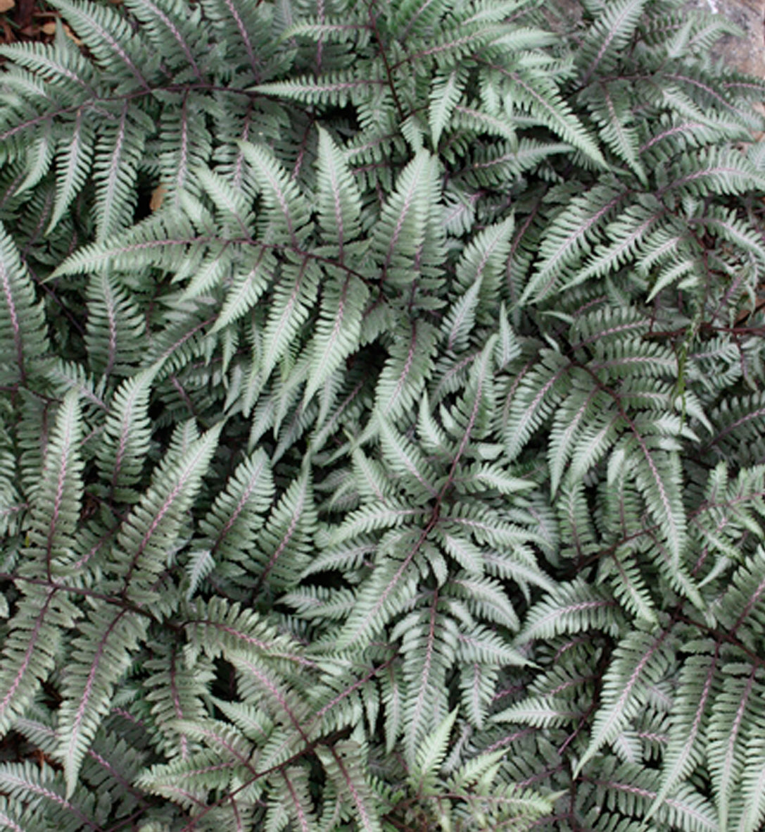 Athyrium 'Godzilla' (nip.)