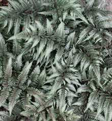 Athyrium 'Godzilla' (nip.)