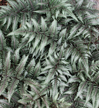 Athyrium 'Godzilla' (nip.)