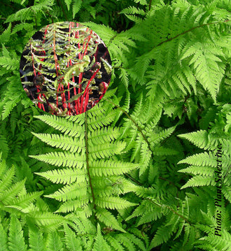 Athyrium 'Lady in Red'