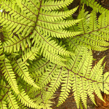 Athyrium otophorum 'Limelight'
