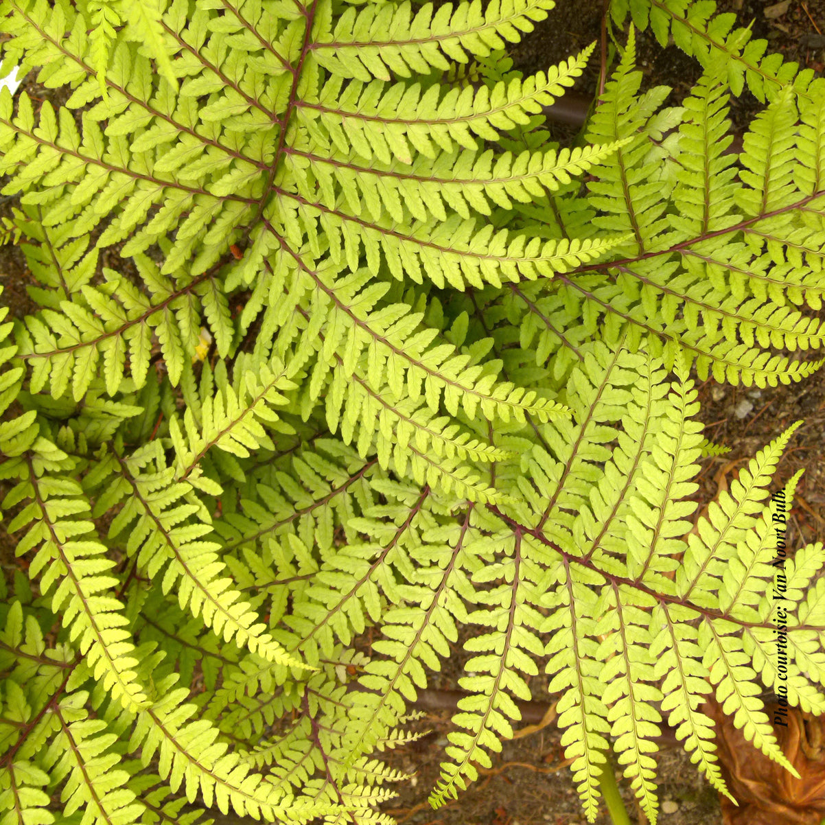 Athyrium otophorum 'Limelight'