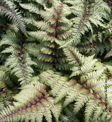 Athyrium 'Pictum' (nip.)