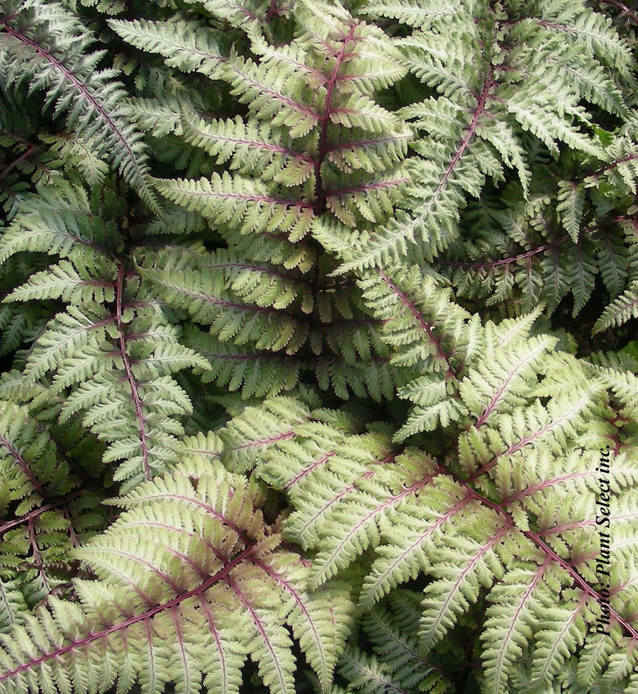 Athyrium 'Pictum' (nip.)