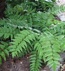 Cyrtomium fortunei