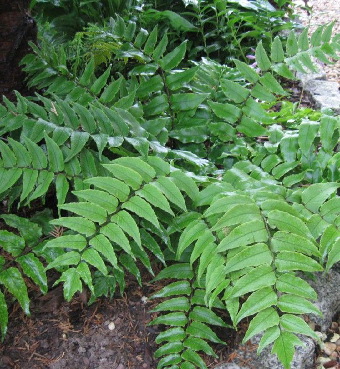 Cyrtomium fortunei