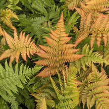 Dryopteris 'Brilliance' (ery.)