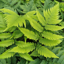 Dryopteris 'Goldiana'