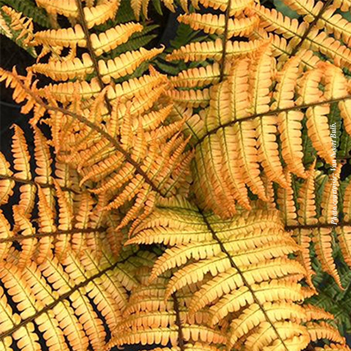 Dryopteris 'Jurassic Gold' (wal.)