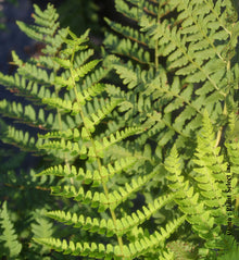 Dryopteris marginalis