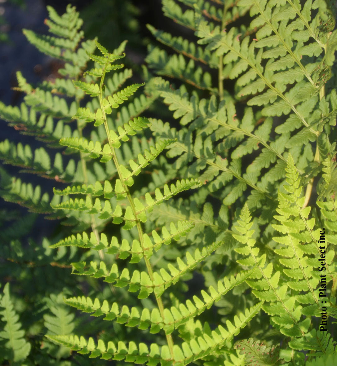 Dryopteris marginalis