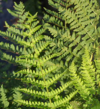 Dryopteris marginalis