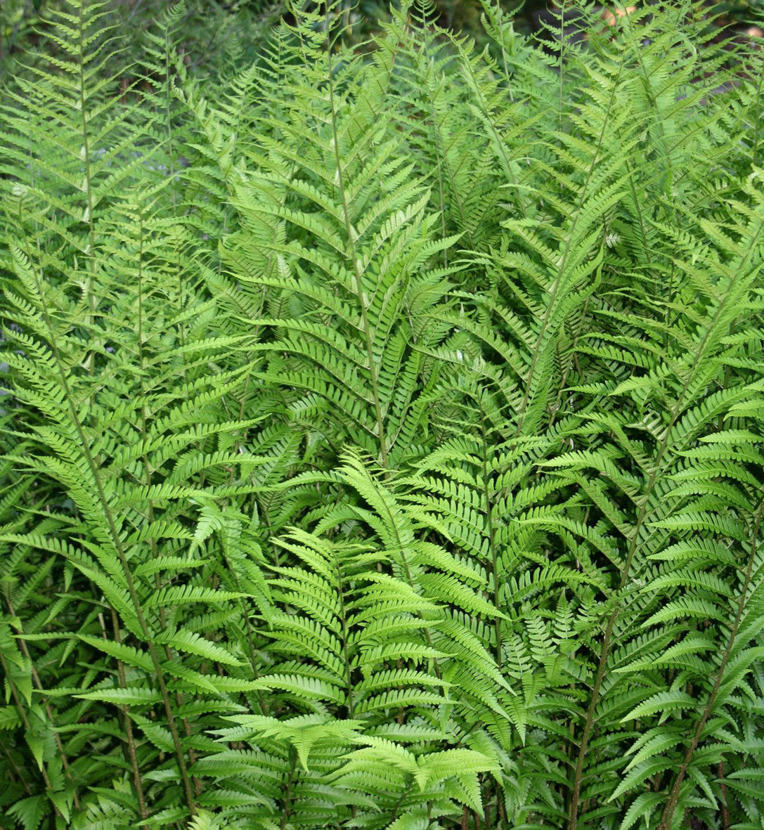Dryopteris australis