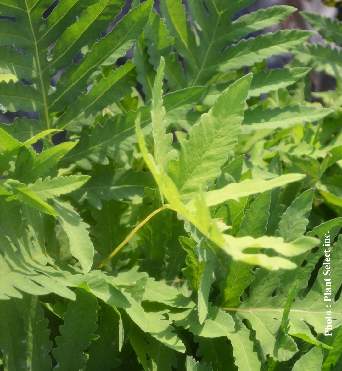 Onoclea sensibilis