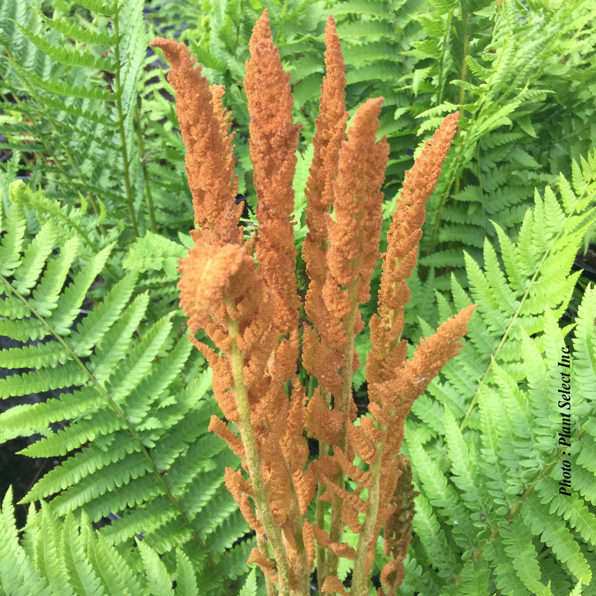 Osmunda cinnamomea