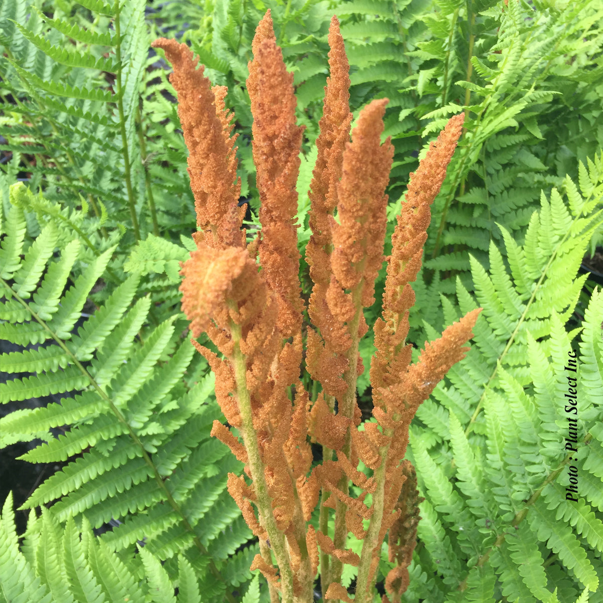 Osmunda cinnamomea