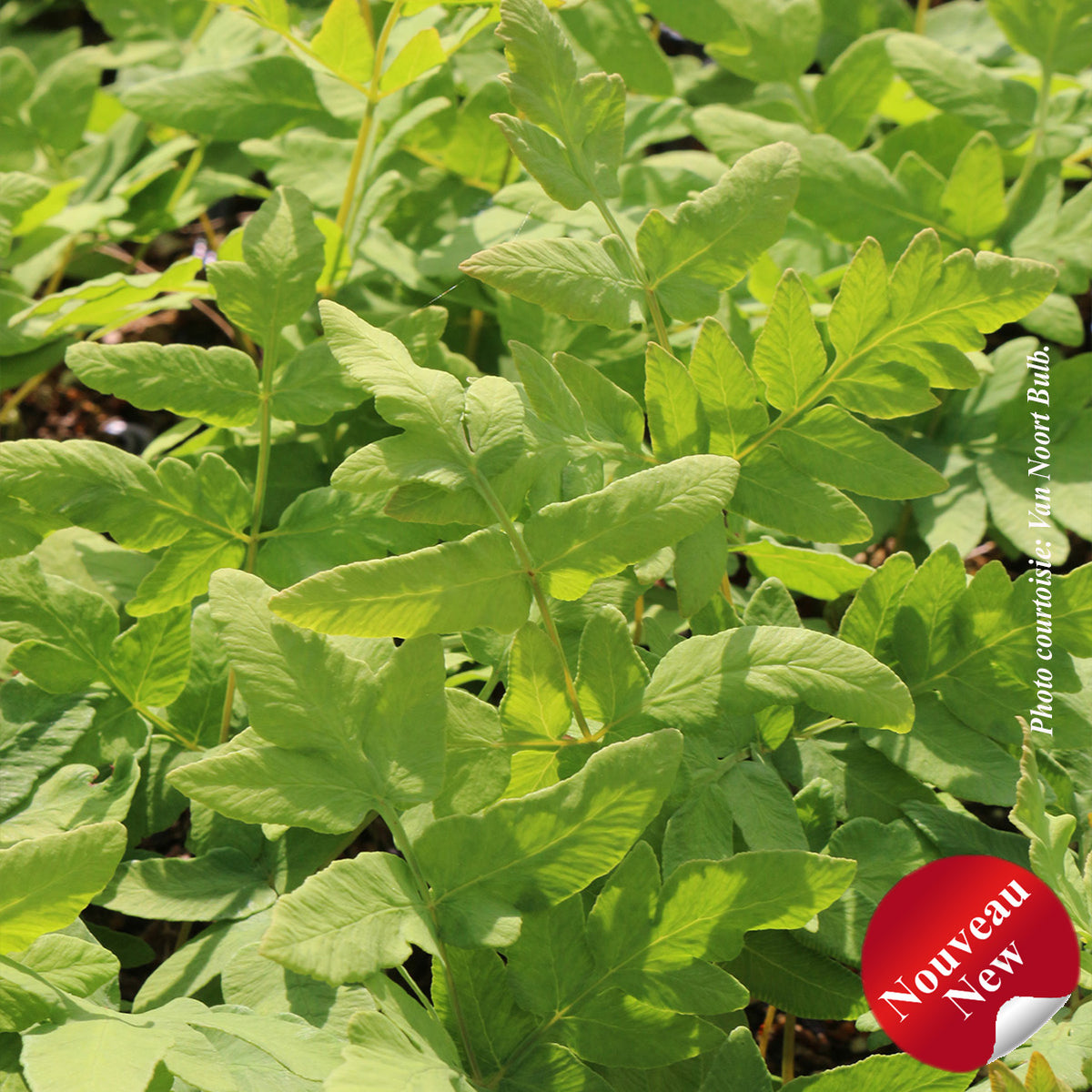Osmunda regalis