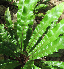 Phyllitis scolopendrium
