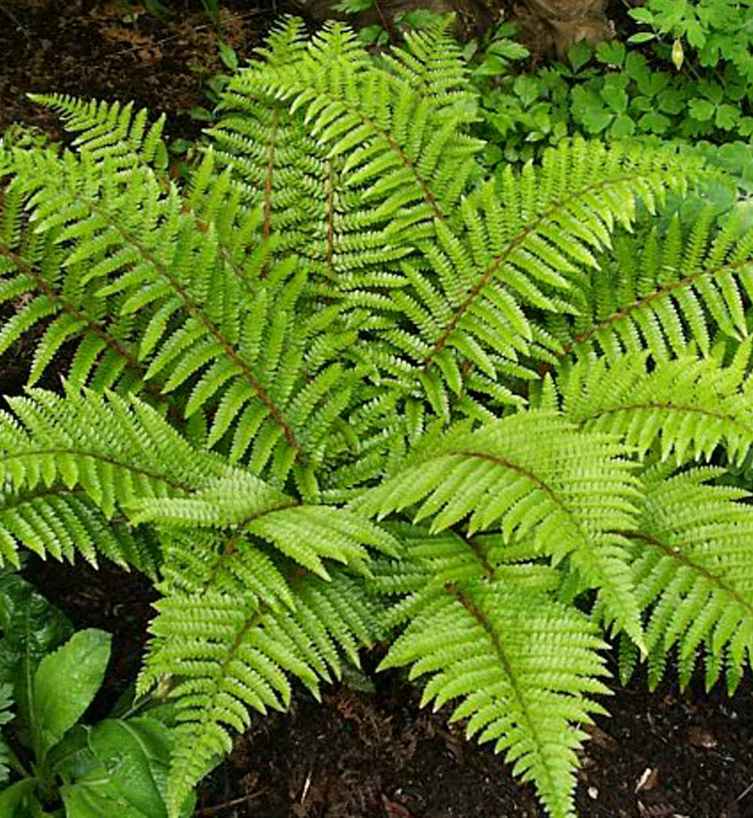 Polystichum polyblepharum