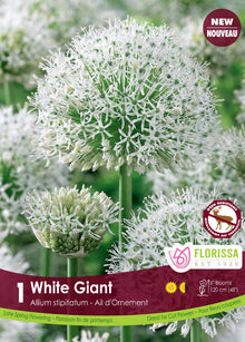 Ail ornemental ‘White Giant’ ( Allium stipitatum ) : une grosse boule d’allium blanc aux nombreuses fleurs étoilées. Le visuel Florissa présente la plante et son nom dans la partie inférieure de l’étiquette. La photographie occupe presque toute la surface, tandis que le bandeau du bas rassemble les indications du produit. Cette vue permet de reconnaître son apparence et de distinguer la variété présentée.