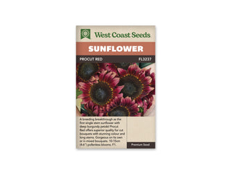 Sachet beige de semences ProCut Red avec bandeau terre cuite et nom sur fond brun. La photographie présente un bouquet serré de tournesols aux pétales bourgogne et rouge sombre. Les grands disques centraux sont presque noirs, bordés de petites touches dorées. Quelques feuilles vertes et des portions de bras apparaissent derrière les fleurs qui se chevauchent.