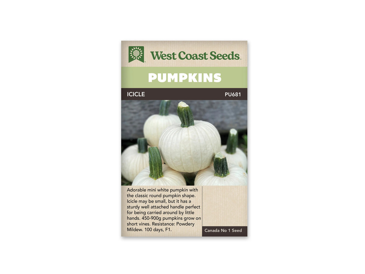 Sachet Icicle de West Coast Seeds avec un bandeau vert pâle et le nom en blanc sur une bande sombre. La photo montre plusieurs petites citrouilles blanches et rondes aux côtes fines, munies de gros pédoncules verts dressés. Un fruit est placé au centre, devant les autres. Du texte figure dans une zone beige sous la photo.