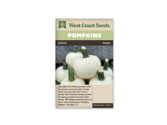 Sachet Icicle de West Coast Seeds avec un bandeau vert pâle et le nom en blanc sur une bande sombre. La photo montre plusieurs petites citrouilles blanches et rondes aux côtes fines, munies de gros pédoncules verts dressés. Un fruit est placé au centre, devant les autres. Du texte figure dans une zone beige sous la photo.