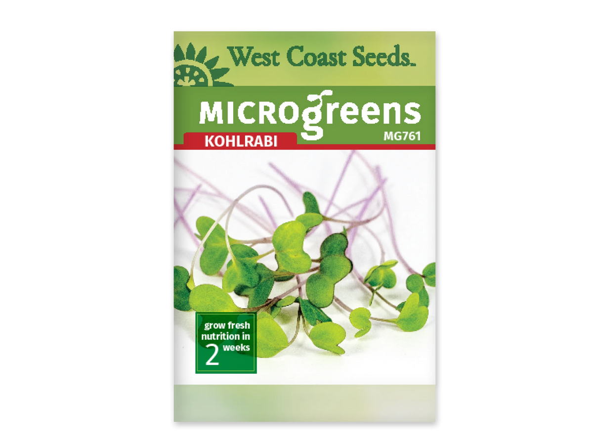 Sachet blanc West Coast Seeds pour micropousses de chou-rave, avec le nom anglais Kohlrabi en rouge et un bandeau vert. Au centre, de petites feuilles vertes arrondies se dressent sur des tiges fines, pâles ou pourpres. Le code MG761 est placé sous le nom. Le délai de deux semaines apparaît dans un encadré vert en bas à gauche.