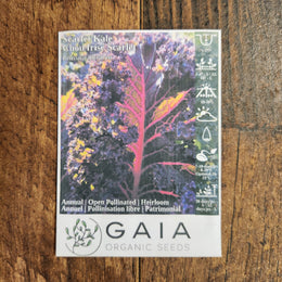 Kale 'Scarlet' organic