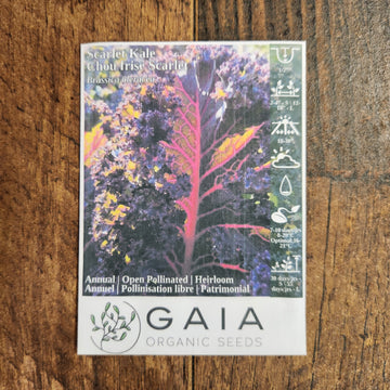 Chou frisé 'Scarlet Kale' bio