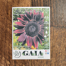 Sunflower 'Chocolate Cherry' organic
