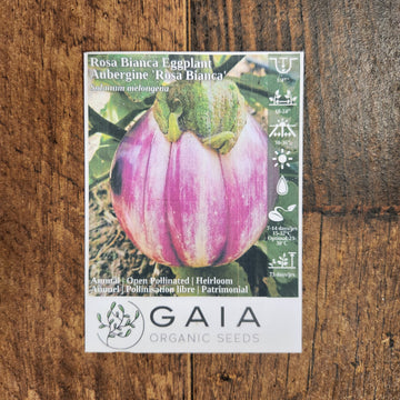 Aubergine 'Rosa Bianca' bio