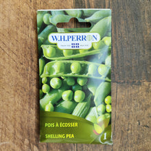 Pois à écosser