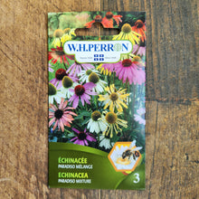 'Paradiso' Echinacea Mix