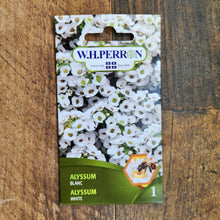 Alyssum blanc