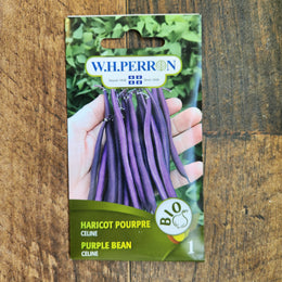 Purple Bean 'Celine'