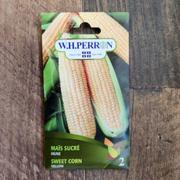 Sweet Corn Yellow