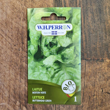 Green Boston Lettuce organic