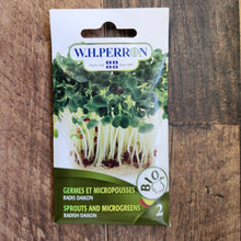 Radish sprout 'Daikon' organic