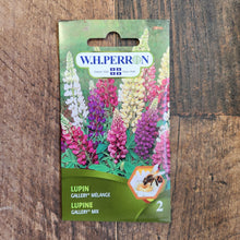 Mélange de lupin 'Gallery'
