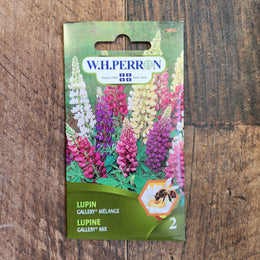 Mélange de lupin 'Gallery'