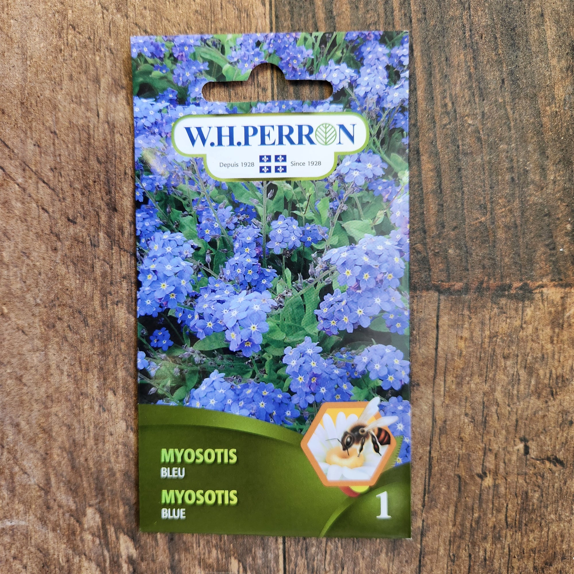 Myosotis bleu